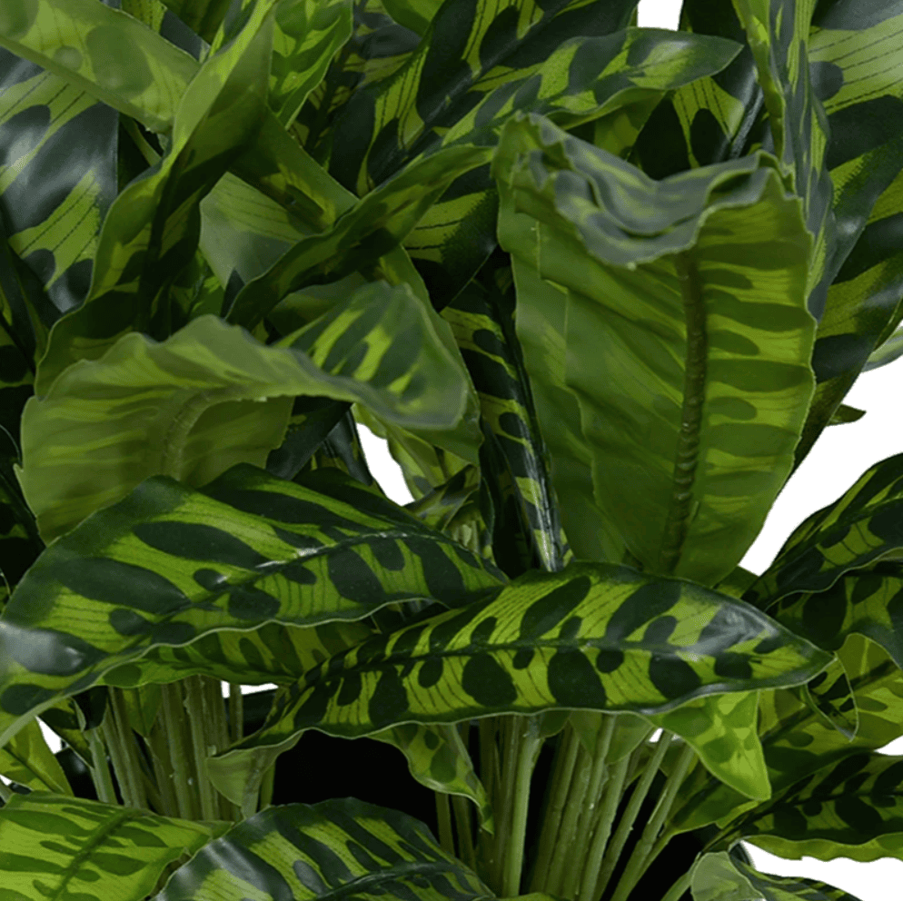 Chinese Evergreen Aglaonema